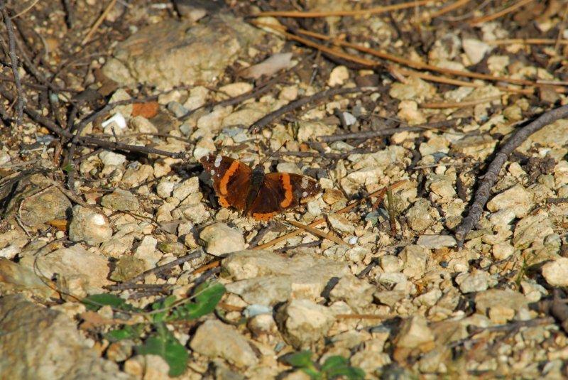 Prima osservazione 2015 Vanessa atalanta (Linnaeus, 1758)